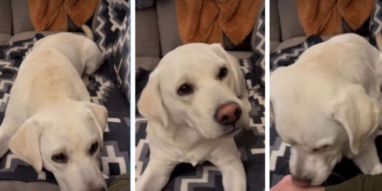 Video: Labrador Starts Doing This the Moment Owners Sit Down to Relax