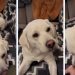 Video: Labrador Starts Doing This the Moment Owners Sit Down to Relax