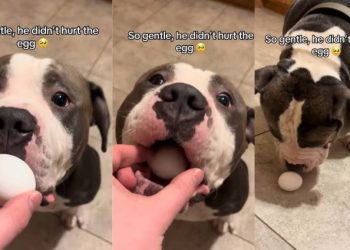 This Dog’s Way of Handling an Egg Will Leave You Surprised