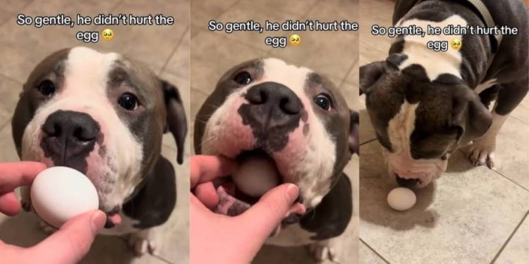 This Dog’s Way of Handling an Egg Will Leave You Surprised
