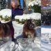 Video of Big Dog & Grandma Playing With Snow Will Make Your Day