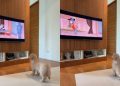 Video: Golden Retriever Puppy Sits to Watch Tom & Jerry
