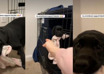 Video of This Labrador Puppy Carrying Her Emotional Support Blankie Will Make Your Day