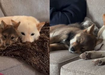 Video Shows What Happens When 2 Cuddly Dogs Find Each Other