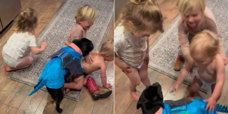 Video: Staffy Is Invested in ‘Playing Pretend’ With Kids