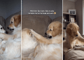 Video: Golden Retriever ‘Bonks’ Furry Sister’s Head During Playtime