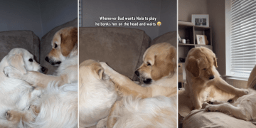 Video: Golden Retriever ‘Bonks’ Furry Sister’s Head During Playtime