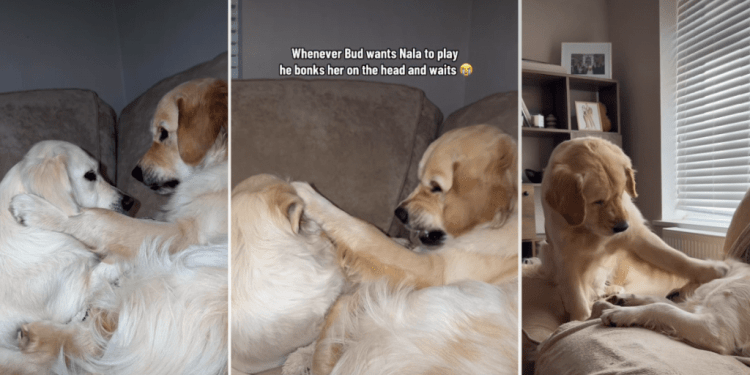 Video: Golden Retriever ‘Bonks’ Furry Sister’s Head During Playtime