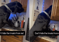 Video: Great Dane Gets Caught, but Keeps Looking for Hidden Treats