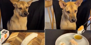 Video: Rescue Pup Gets Curious About Dad Making Him Sushi