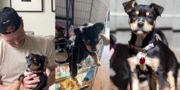 Video: ‘Abandoned’ Foster Puppy Is a Qualified ‘Escape Artist’