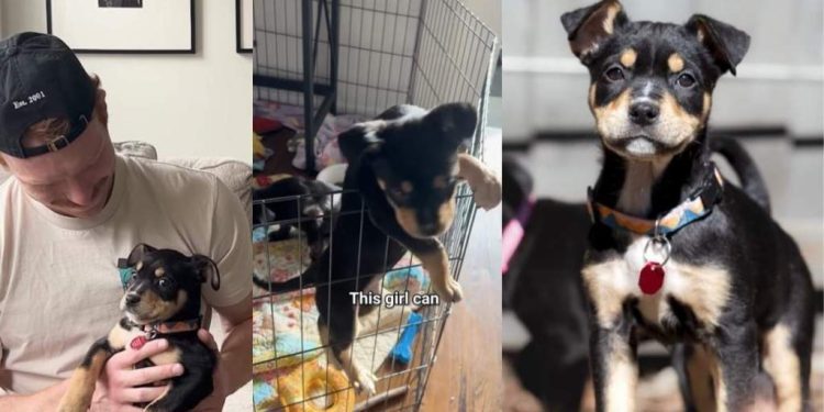 Video: ‘Abandoned’ Foster Puppy Is a Qualified ‘Escape Artist’