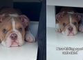 Puppy Finds New ‘Hiding Spot’ & It’s Super Cute