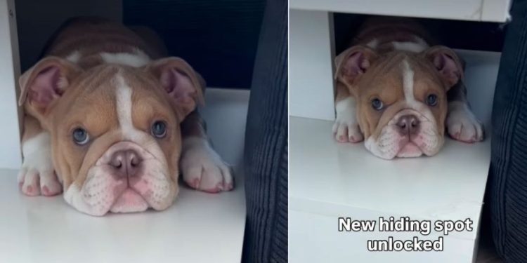 Puppy Finds New ‘Hiding Spot’ & It’s Super Cute