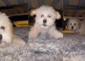 Tiny Dog Gets Zoomies While Playing Hide & Seek Under Bed