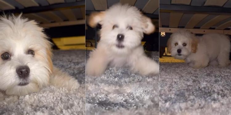Tiny Dog Gets Zoomies While Playing Hide & Seek Under Bed