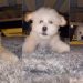 Tiny Dog Gets Zoomies While Playing Hide & Seek Under Bed
