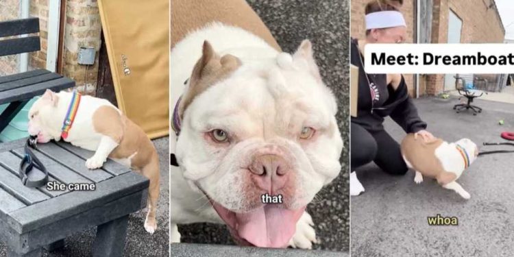 Shelter Dog Is Actually a Little Potato Waiting To Find Love & a Home