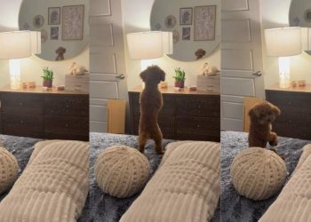 Tiny Dog Has Adorable Reaction To Own Reflection in Mirror