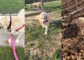 Senior Golden Retriever Once Scared To Be in Public Has Come So Far Now