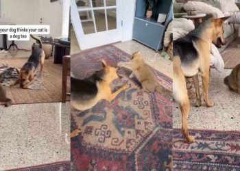 Rescue Dog Believes Cat Sibling Is Also a Dog
