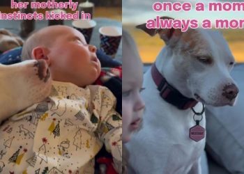 Deaf Rescue Dog Falls in Love With Baby, Then the Unexpected Happens