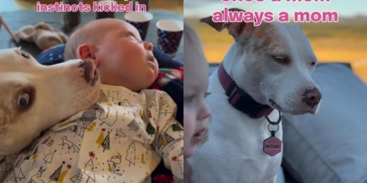 Deaf Rescue Dog Falls in Love With Baby, Then the Unexpected Happens