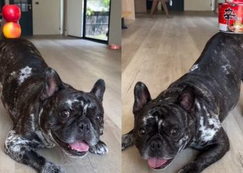 Dog Wows Internet With His Amazing Balancing Skill