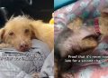 ‘Unwanted’ Senior Dog Living on the Streets Finds a Forever Home