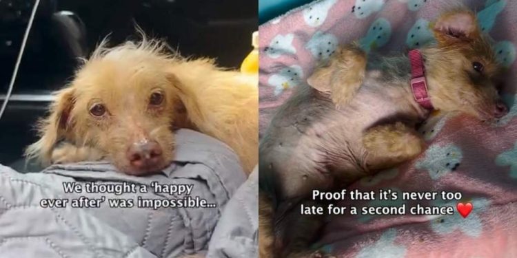 ‘Unwanted’ Senior Dog Living on the Streets Finds a Forever Home