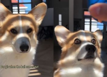 Corgi Is ‘Locked In’ as Soon as Owner Brings Out Ball