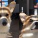 Corgi Is ‘Locked In’ as Soon as Owner Brings Out Ball