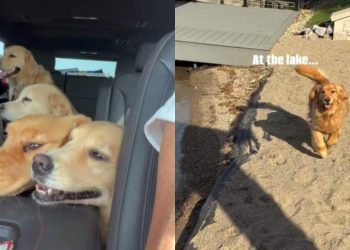 Owner Documents Golden Retriever Pack’s Lake Day Adventures