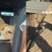 Owner Documents Golden Retriever Pack’s Lake Day Adventures