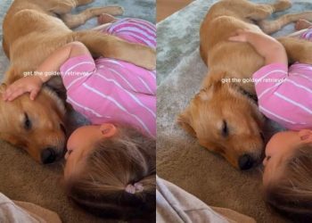 Golden Retriever Puppy Relaxes as Little Girl Gives Him Gentle Pets