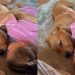 Golden Retriever Puppy Relaxes as Little Girl Gives Him Gentle Pets