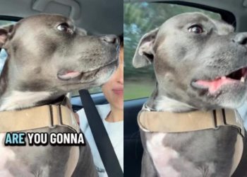 Dog Can’t Hide Excitement as She Is About To Meet Furry Cousin