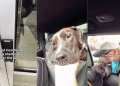 Shelter Dog Is Scared of the Car, but Slowly Starts Enjoying the Ride