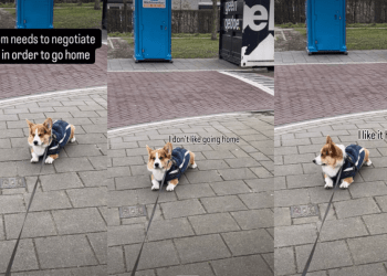 Corgi Makes Mom Negotiate With Him To Agree To Walk Home