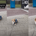Corgi Makes Mom Negotiate With Him To Agree To Walk Home