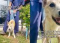 Resilient Senior Dog Recovers Against All Odds, One Step at a Time