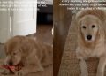 Golden Retriever Uses a Clever, Fruitful Trick To Get Mom Out of Bed