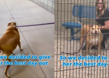 Shelter Dog up for Adoption Has Everybody Falling in Love on Day Out