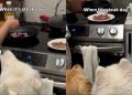 Samoyed Eagerly Waits With Furry Sibling To Enjoy Steak Day