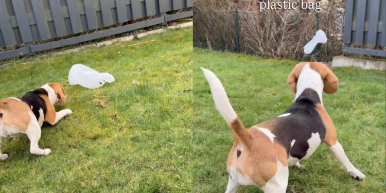 Beagle Feels Scared of Plastic Bag in the Yard