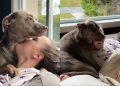Dog Refuses To Leave Aunty’s Side & Showers Her With Love