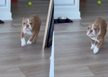 Puppy Doesn’t Understand How To Play Fetch Yet