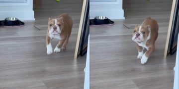 Puppy Doesn’t Understand How To Play Fetch Yet