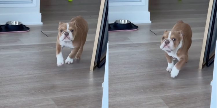 Puppy Doesn’t Understand How To Play Fetch Yet