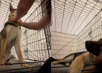 Dog Gets Older but Still Needs Mom’s Scratches Before Bed Like a Pup